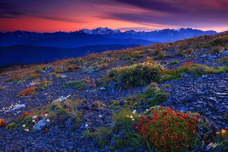 Obstruction Point: High-Alpine Vistas Near Hurricane Ridge