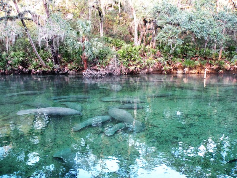 Blue Spring State Park: Manatee Winter Wonderland