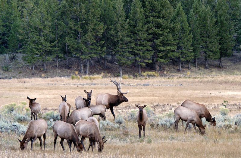 Apache-Sitgreaves National Forest