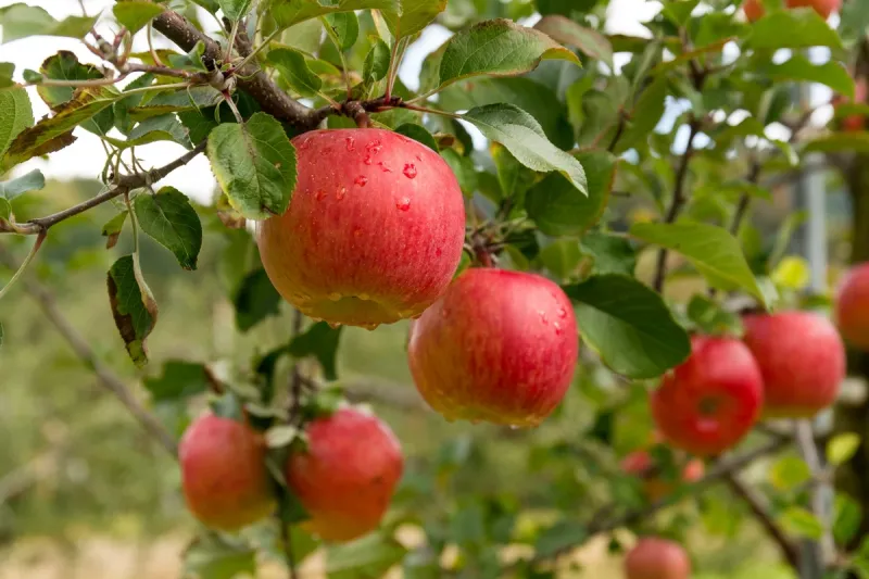 Wenatchee Valley's Roadside Treasures