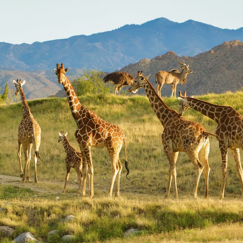 Visit the Living Desert Zoo and Gardens