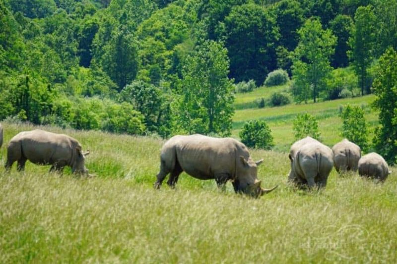 Wilderness Trails at The Wilds: Safari on Foot