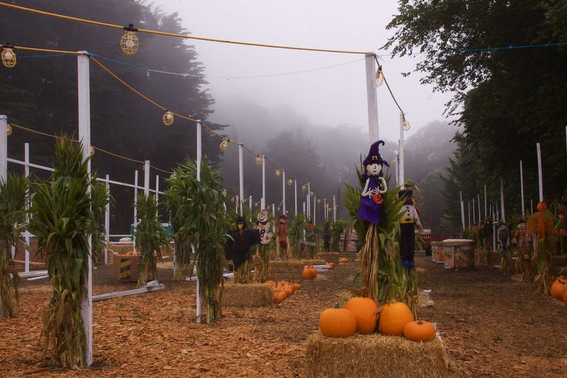 Clancy's Pumpkin Patch in San Francisco: Urban Patch with Historic Roots