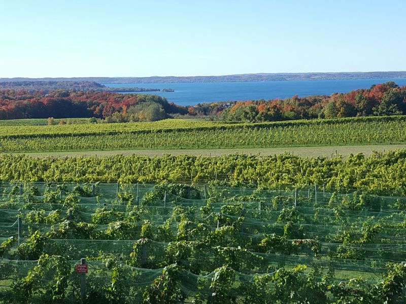 Old Mission Peninsula: Vineyard Vistas