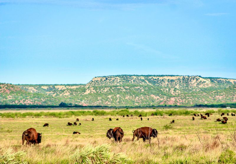 High Plains Majesty at Caprock Canyons