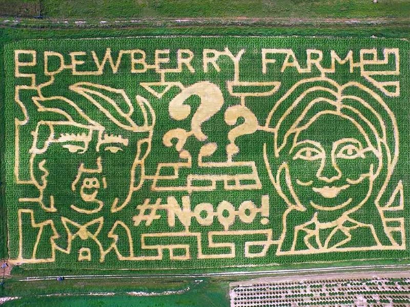 Dewberry Farm's Mega-Maze Challenge