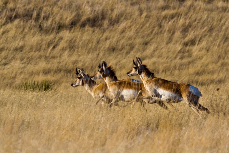 Pawnee National Grassland: Prairie Wildlife Haven
