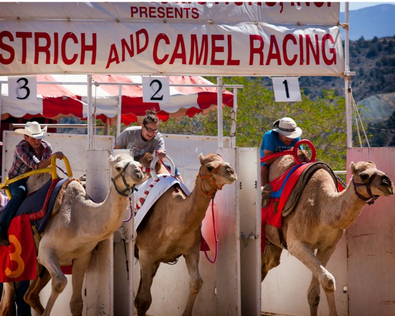 International Camel & Ostrich Races