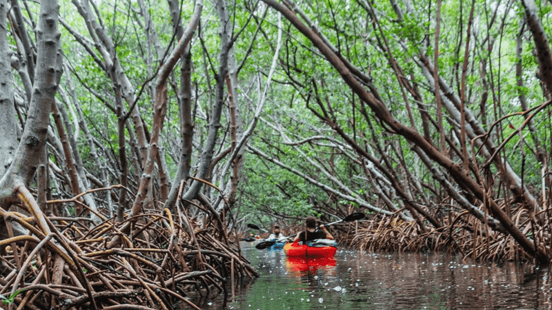 Weedon Island's Secret Trails