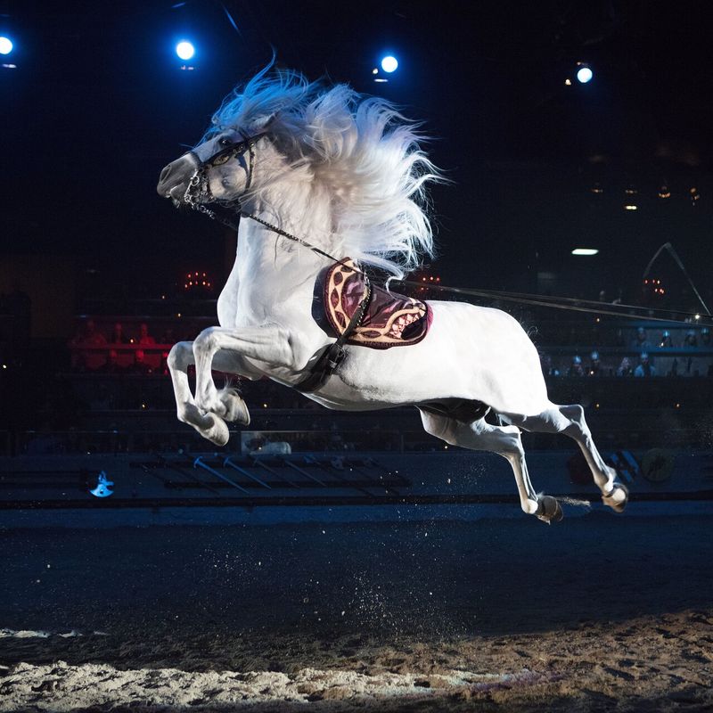 Majestic Horse Performances