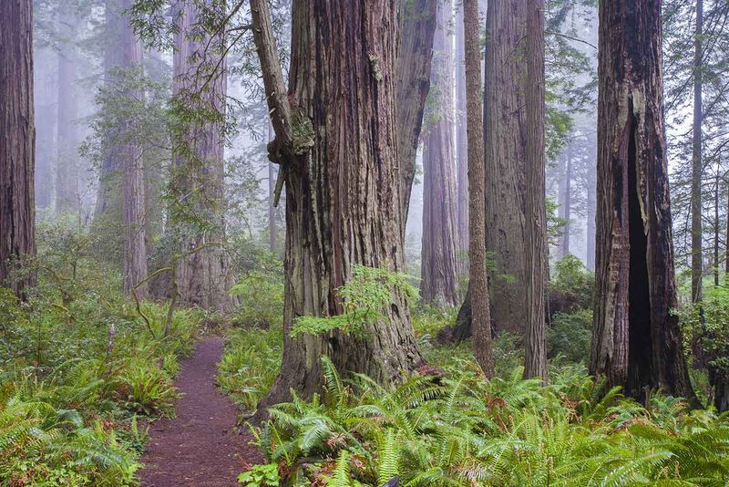 Redwood National and State Parks: Where Giants Touch the Sky