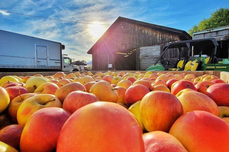Two-Day Apple Extravaganza For Art Lovers