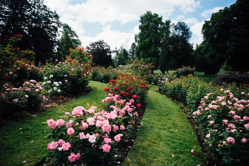 Point Defiance Park Rose Garden in Tacoma