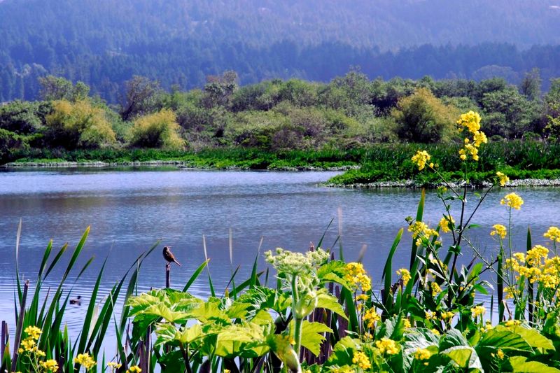 Arcata Marsh & Wildlife Sanctuary