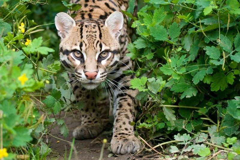 Laguna Atascosa National Wildlife Refuge: Ocelot Country