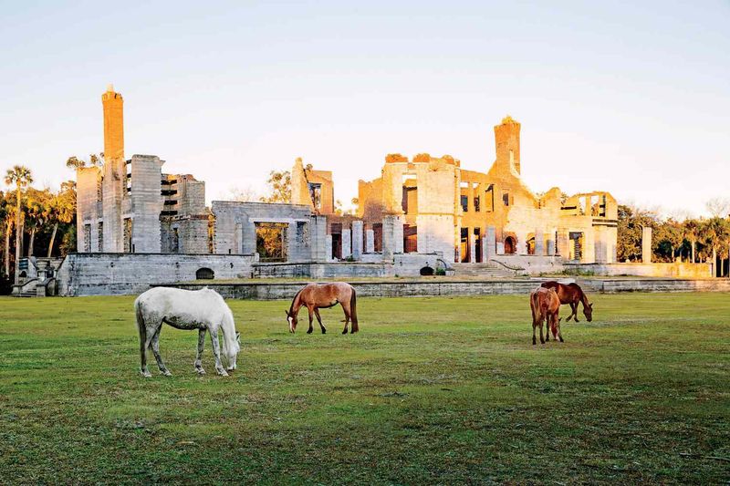 Cumberland Island: The Wild Beauty