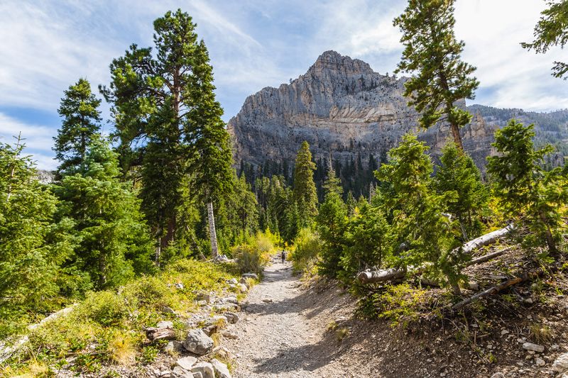 Mount Charleston's Forgotten Forest Trail: Alpine Escape