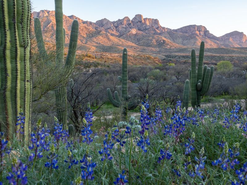Catalina State Park