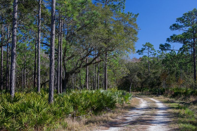 Hal Scott Preserve's Wilderness Paths