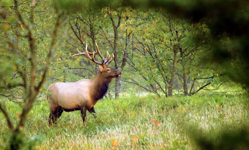 Pigeon River Country State Forest: Michigan's Free-Roaming Elk Herd