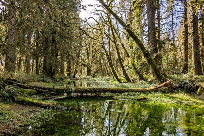Quinault Loop Trail - Ancient Forest Giants