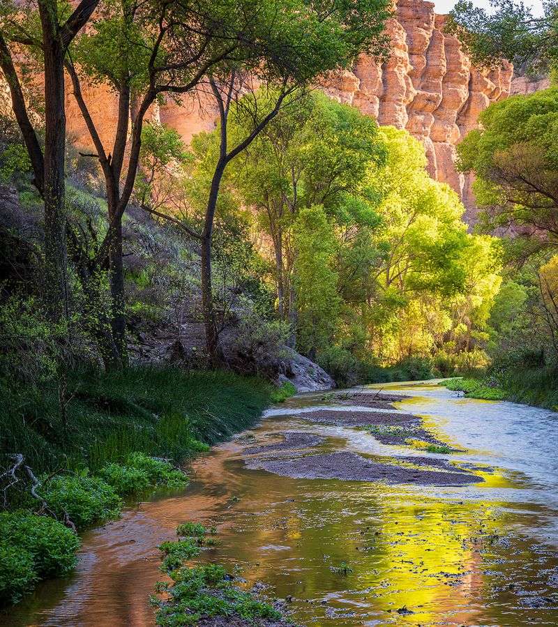 Aravaipa Canyon Springs: Wilderness Sanctuary