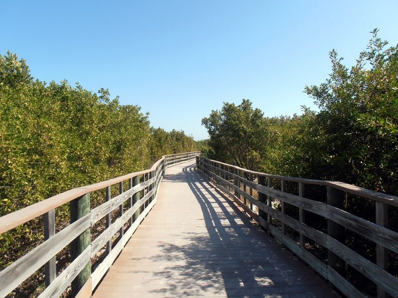 Scenic Boardwalk Through Coastal Mangroves