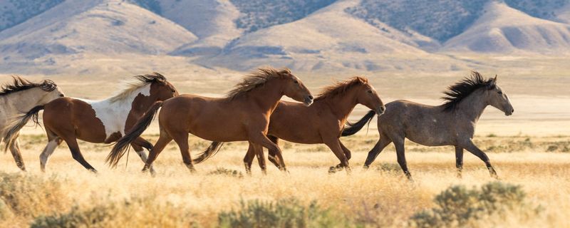 Wild Horse Sanctuary