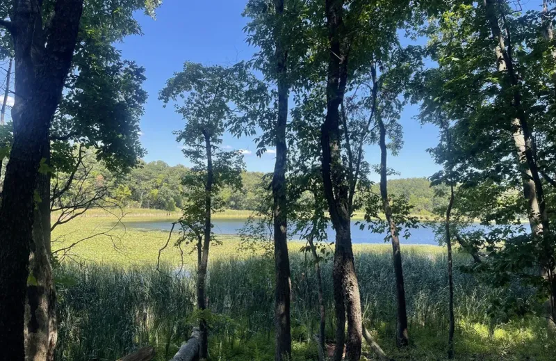 Asylum Lake Preserve's Meadow Loop
