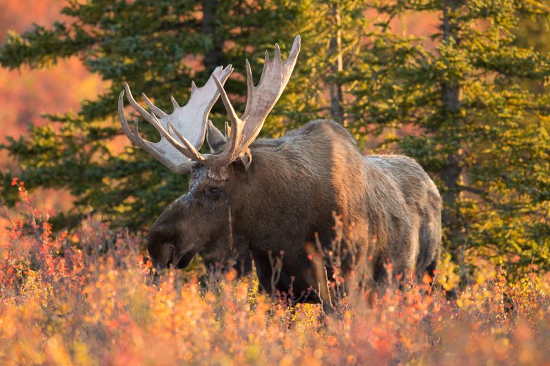 Tahquamenon Falls State Park: Moose and Wildlife in the North Woods