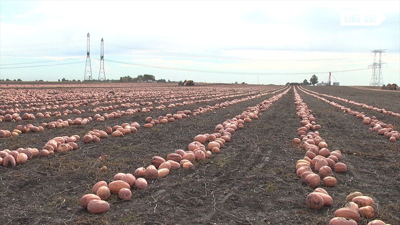 The Libby’s Pumpkin Plant Legacy