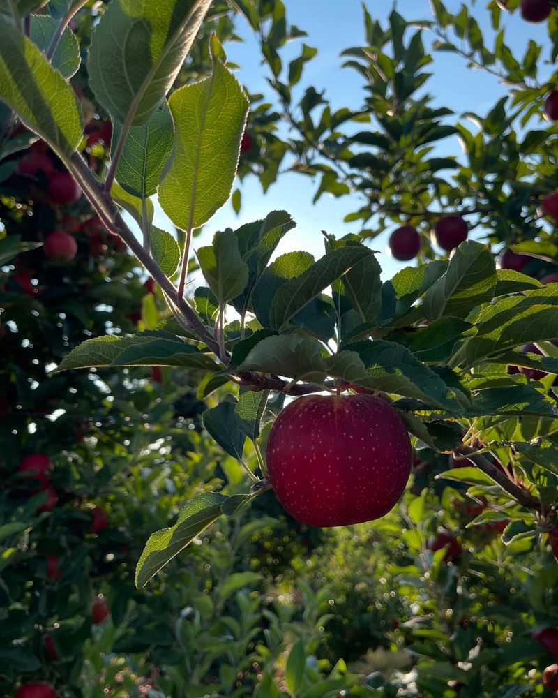 Weaver's Orchard - Morgantown
