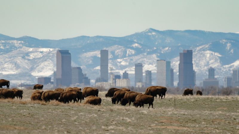 Rocky Mountain Arsenal National Wildlife Refuge: Bison Country