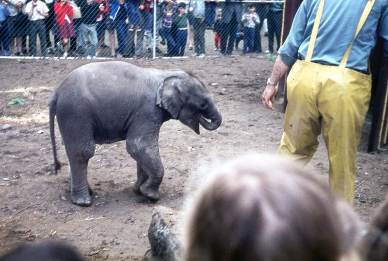 Popcorn Park Zoo’s Original Layout