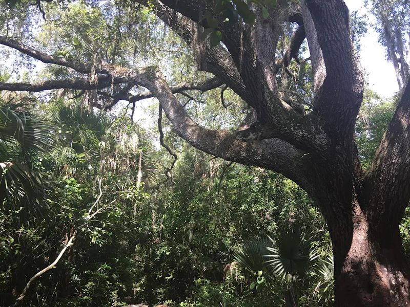 Mysterious Devil's Tree in Port St. Lucie