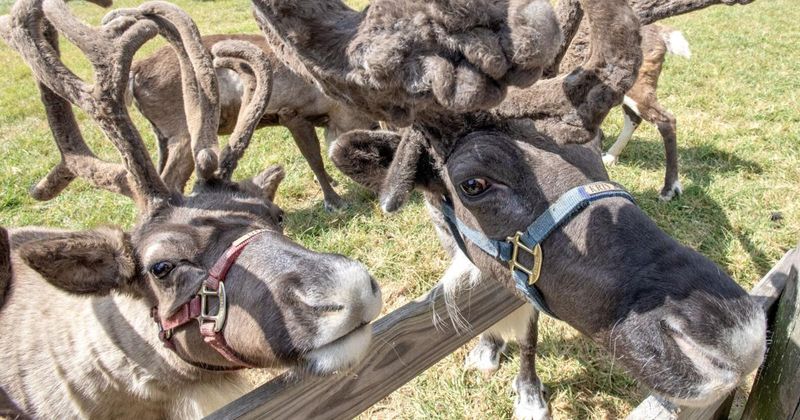 Hardy’s Reindeer Ranch (Rantoul)