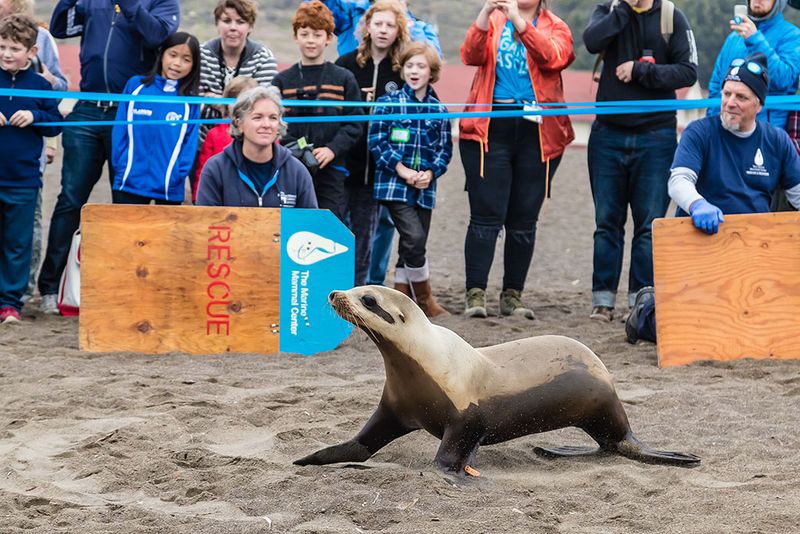 The Marine Mammal Center