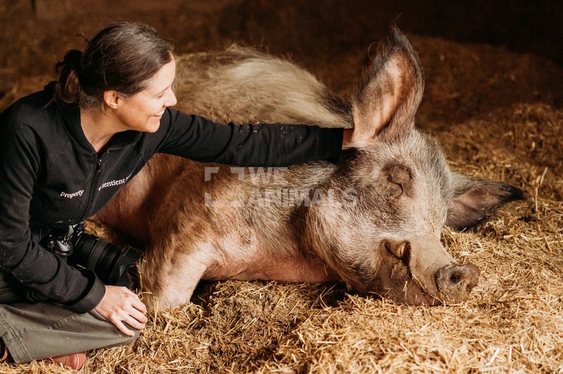 Woodstock Farm Sanctuary, High Falls