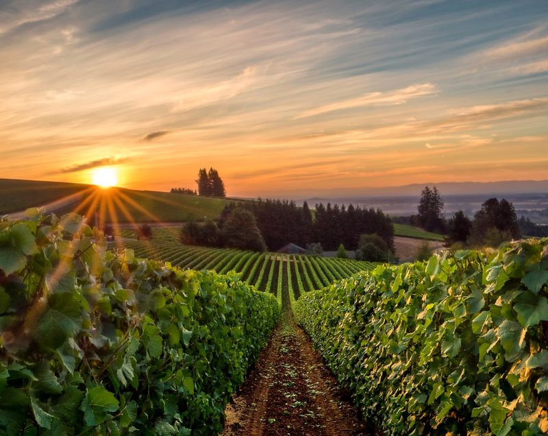 McMinnville: Wine Country Town Drawing Increasing Crowds