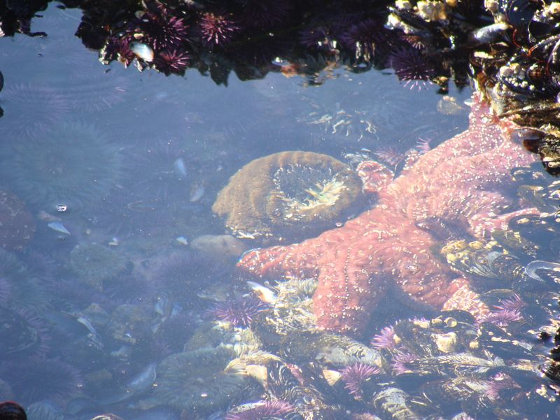 Marine Wonderland in Hidden Tide Pools