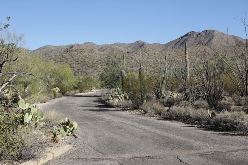 Sonoran Desert Museum Road Area