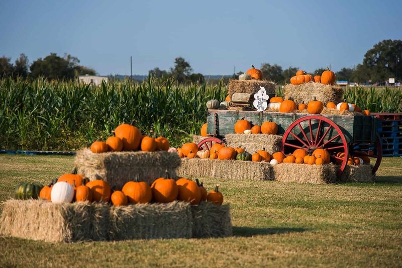 Barton Hill Farms - Bastrop