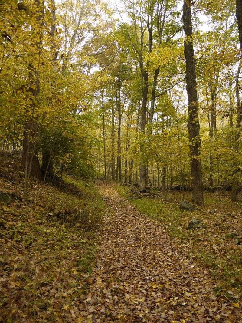 Ward Pound Ridge's Ancient Oak Forest