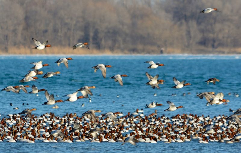 Detroit River International Wildlife Refuge: Urban Gateway to Nature