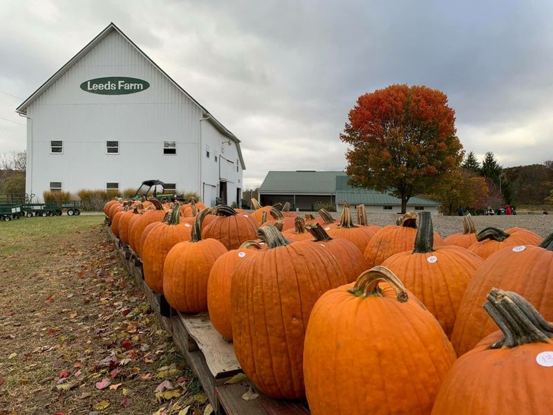 Leeds Farm: Adventure Awaits in Ostrander