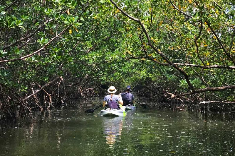 Paddle Through Oleta River State Park's Mangrove Tunnels
