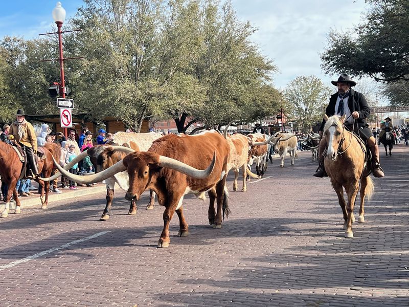 The Stockyards' Weekend Cattle Drives