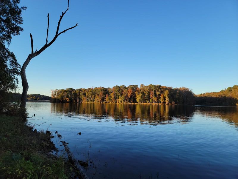 The Underwater Forest Viewpoint at Lake Naconiche