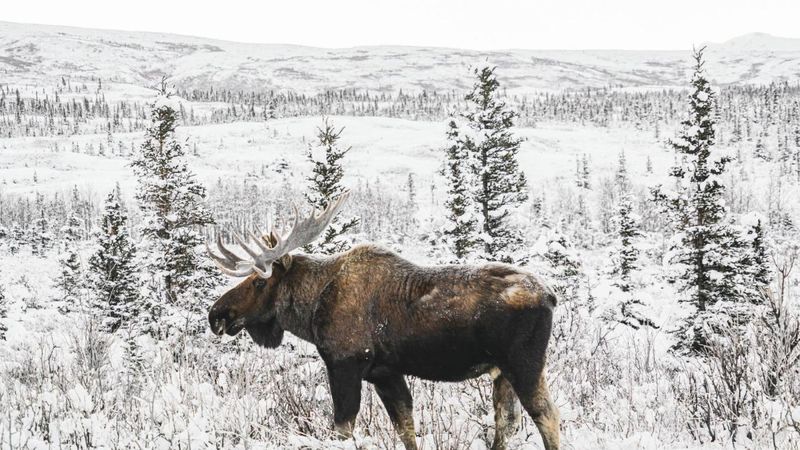 Wildlife Viewing Against Snowy Backdrops