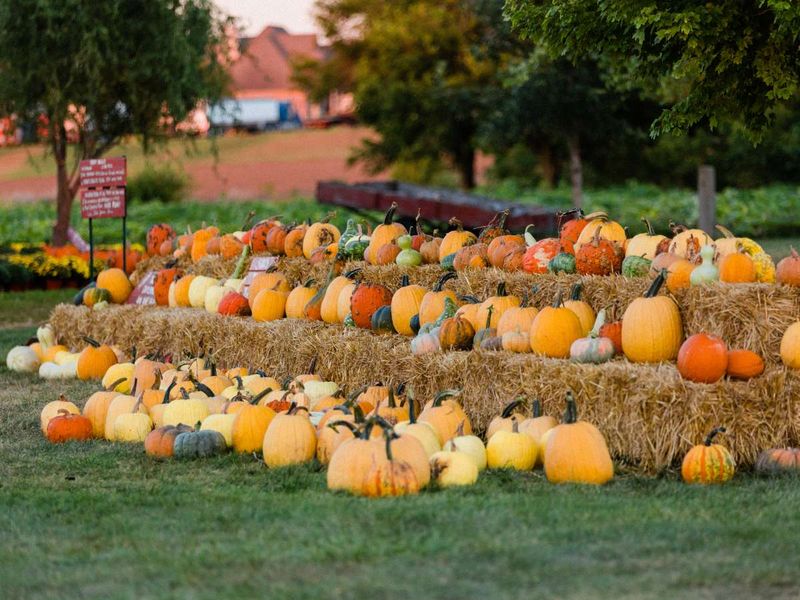 Practical Tips for Visiting Morton in Fall